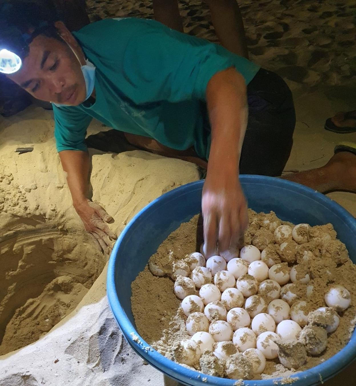 Về Nhơn Hải xem rùa biển đẻ trứng, nở con