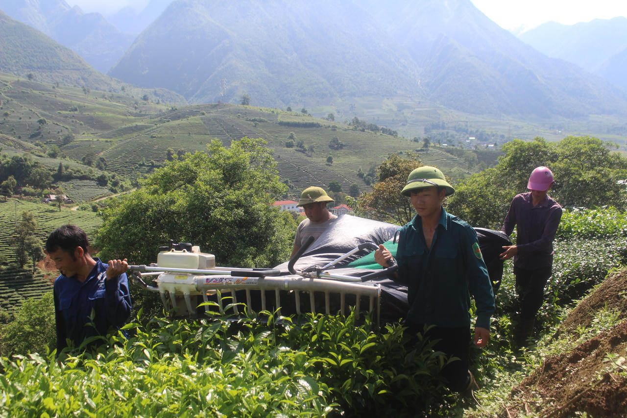 Tam Đường khởi sắc từ màu xanh bát ngát của cây chè