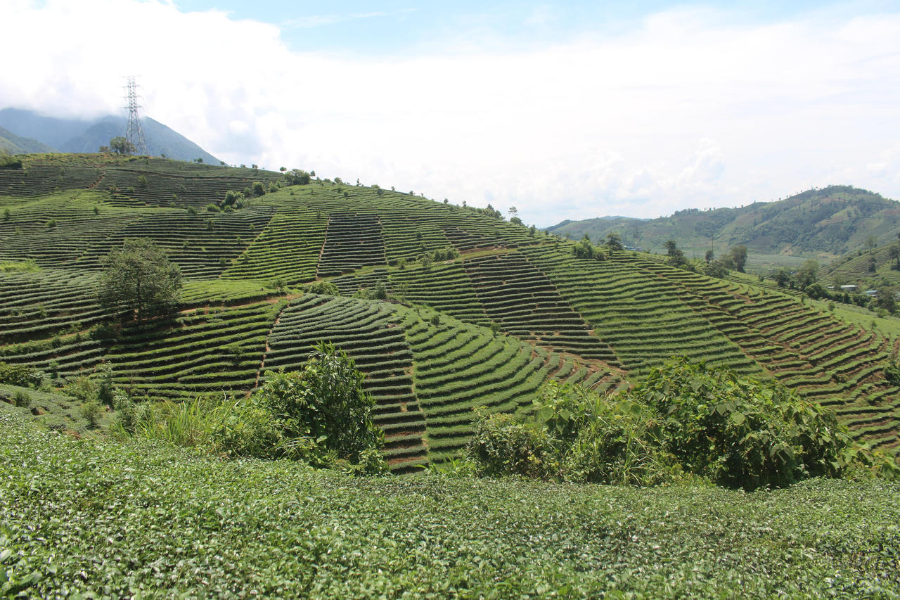 Tam Đường khởi sắc từ màu xanh bát ngát của cây chè