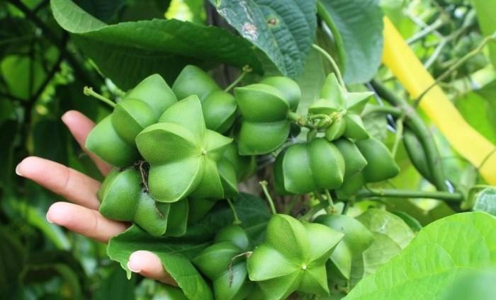 Hạt Sachi - Siêu thực phẩm mới được mệnh danh là “vua của các loại hạt”