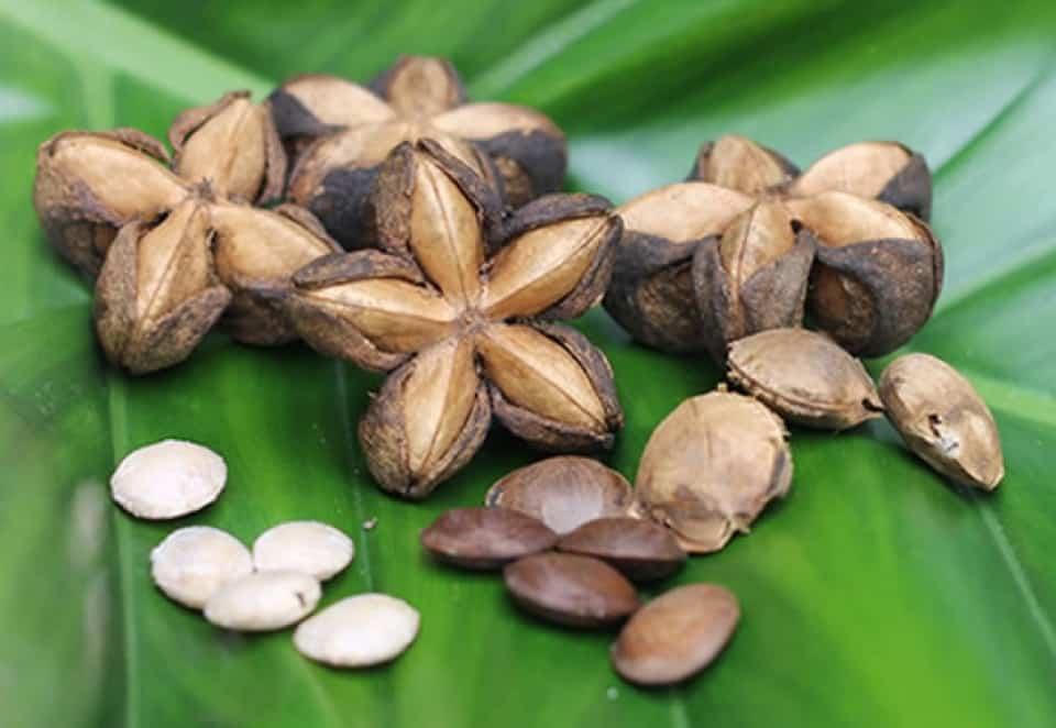 Hạt Sachi - Siêu thực phẩm mới được mệnh danh là “vua của các loại hạt”