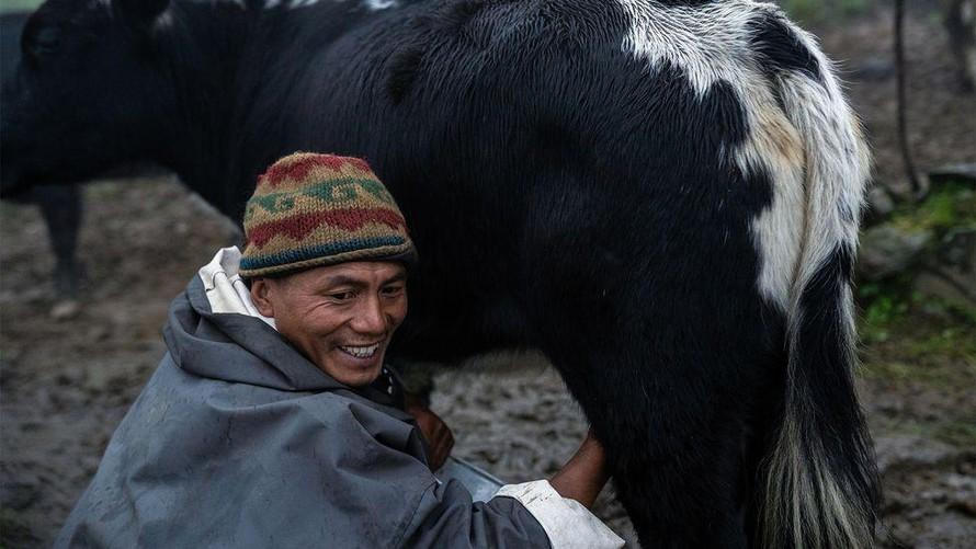 Đặc sản phô mai cứng “nhai gãy răng” của người Nepal