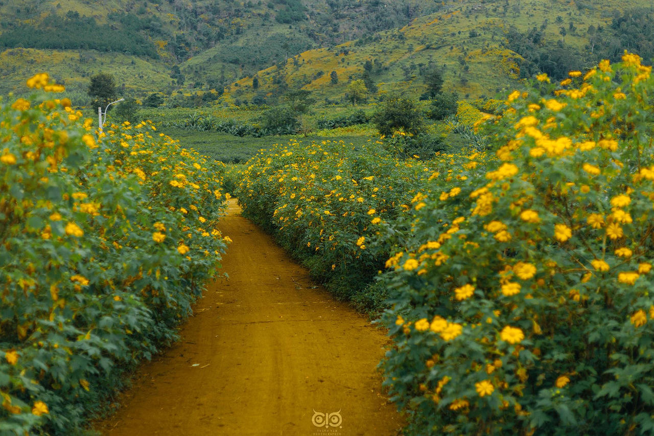 Có một Tây Nguyên rực rỡ sắc vàng