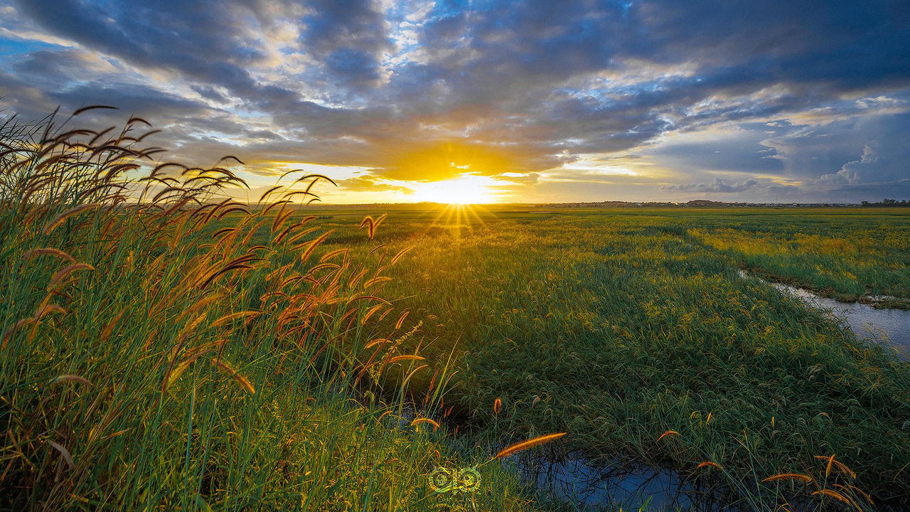 Có một Tây Nguyên rực rỡ sắc vàng