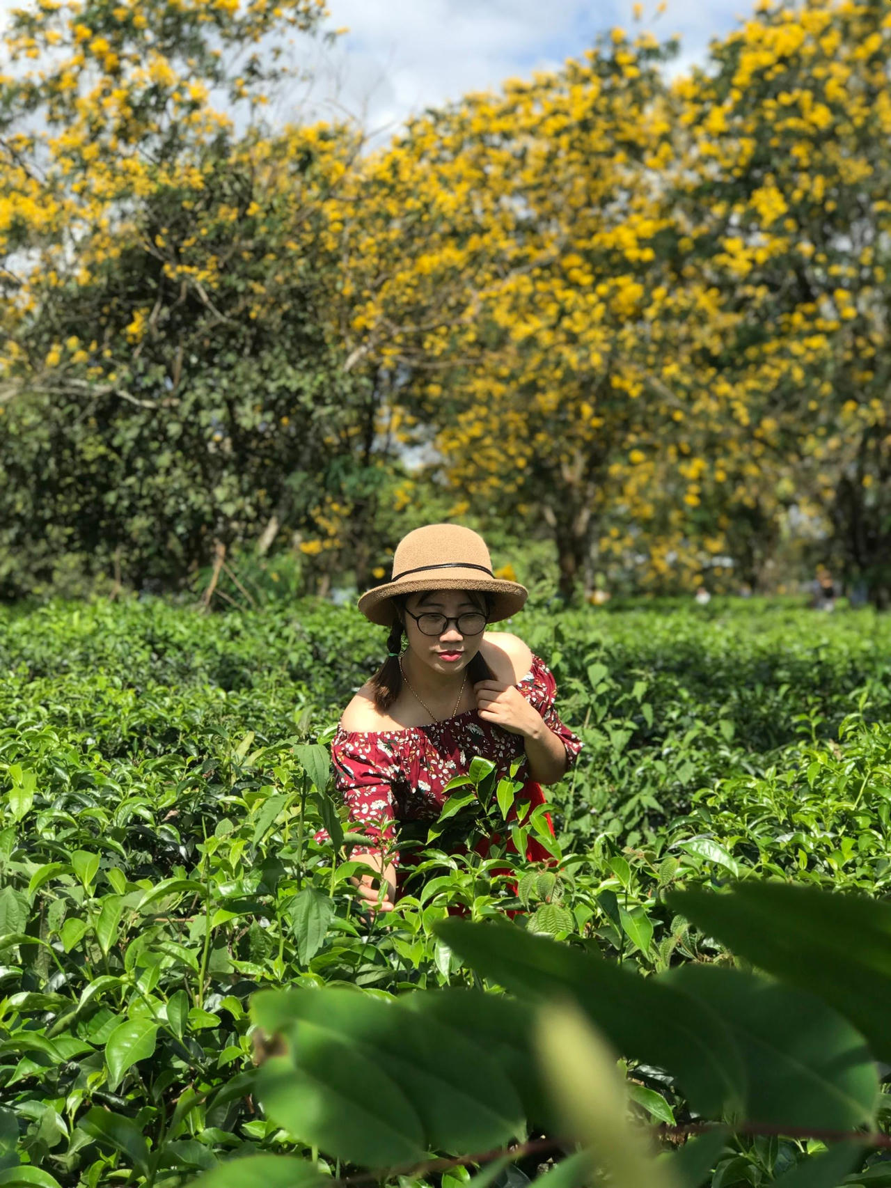 Có một Tây Nguyên rực rỡ sắc vàng