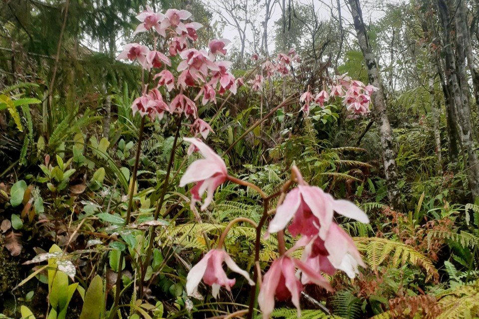 Làng cổ Vi Rơ Ngheo - 'Thiên đường hoa' bồng bềnh giữa biển sương