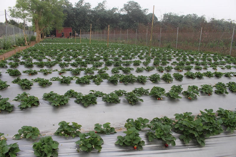 Mê mẩn vườn dâu tây hơn 3000m2 giữa Hà Nội