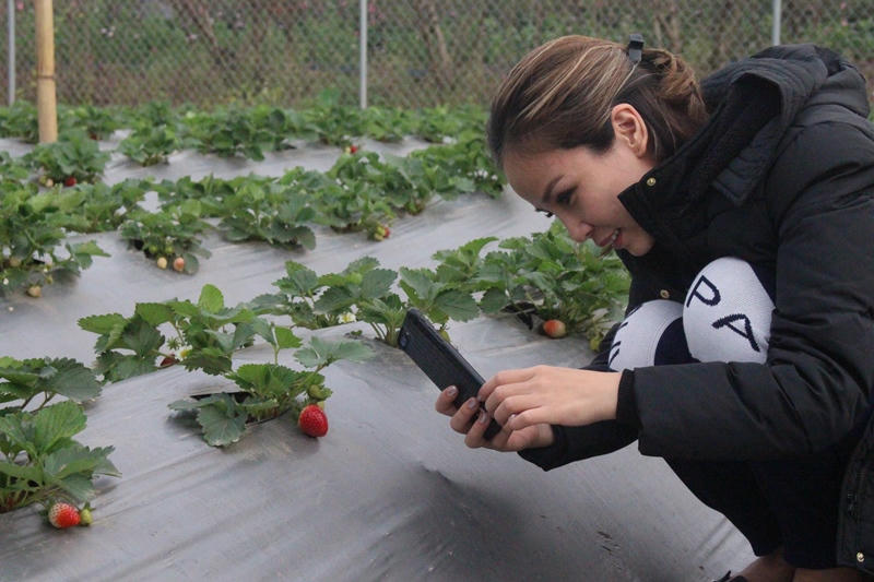 Mê mẩn vườn dâu tây hơn 3000m2 giữa Hà Nội