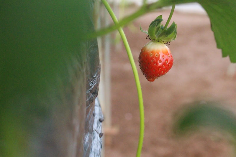 Mê mẩn vườn dâu tây hơn 3000m2 giữa Hà Nội