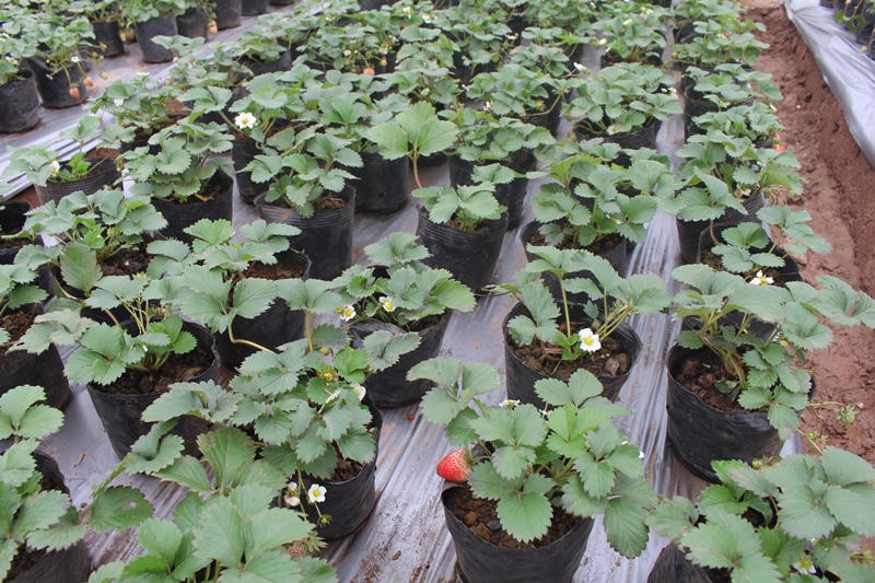 Mê mẩn vườn dâu tây hơn 3000m2 giữa Hà Nội