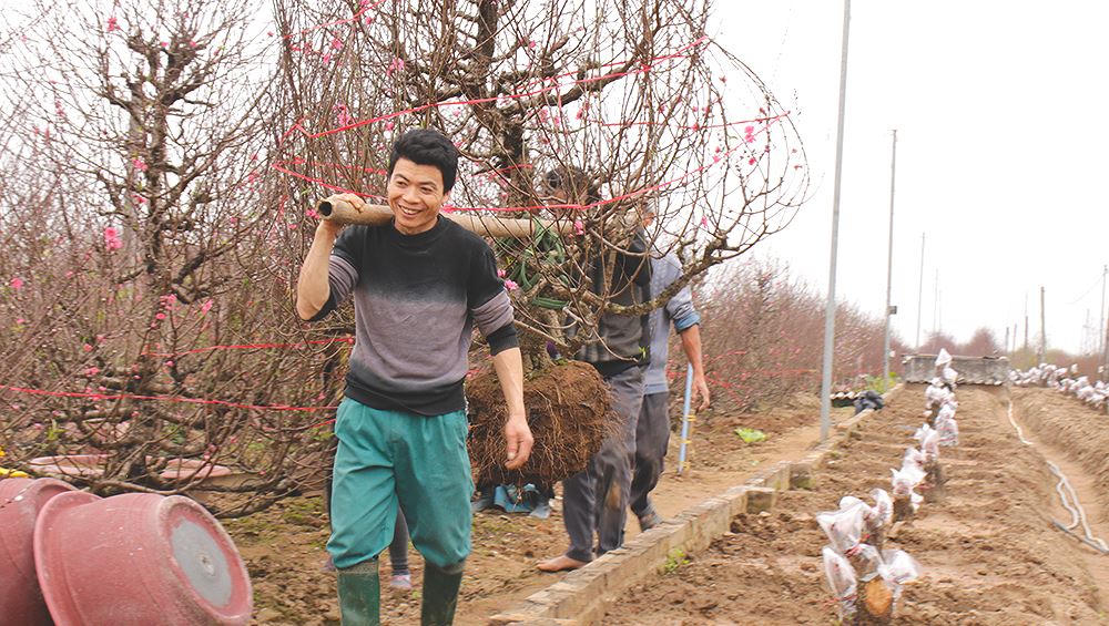 Đào được mùa, người dân Nhật Tân phấn khởi 