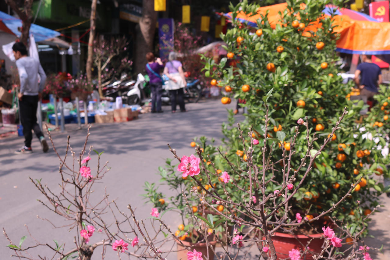 Đặc sắc chợ hoa Tết trăm năm trong lòng phố cổ Hà Nội