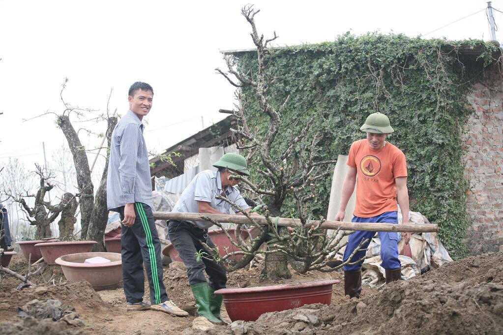 Làng đào Nhật Tân rục rịch chuẩn bị cho vựa đào mới sau tết Nguyên đán