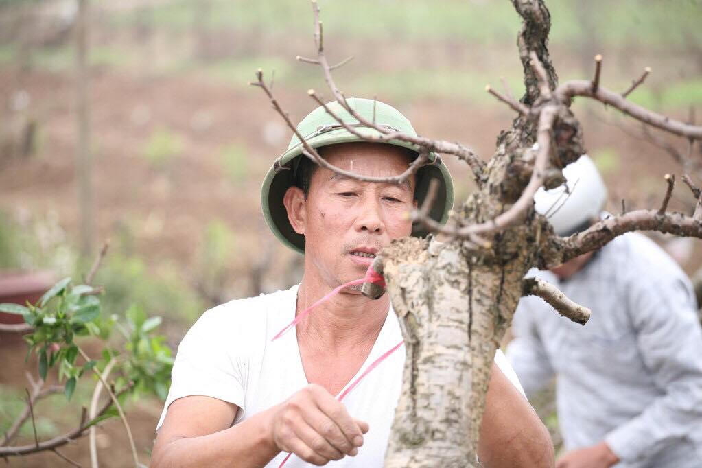 Làng đào Nhật Tân rục rịch chuẩn bị cho vựa đào mới sau tết Nguyên đán