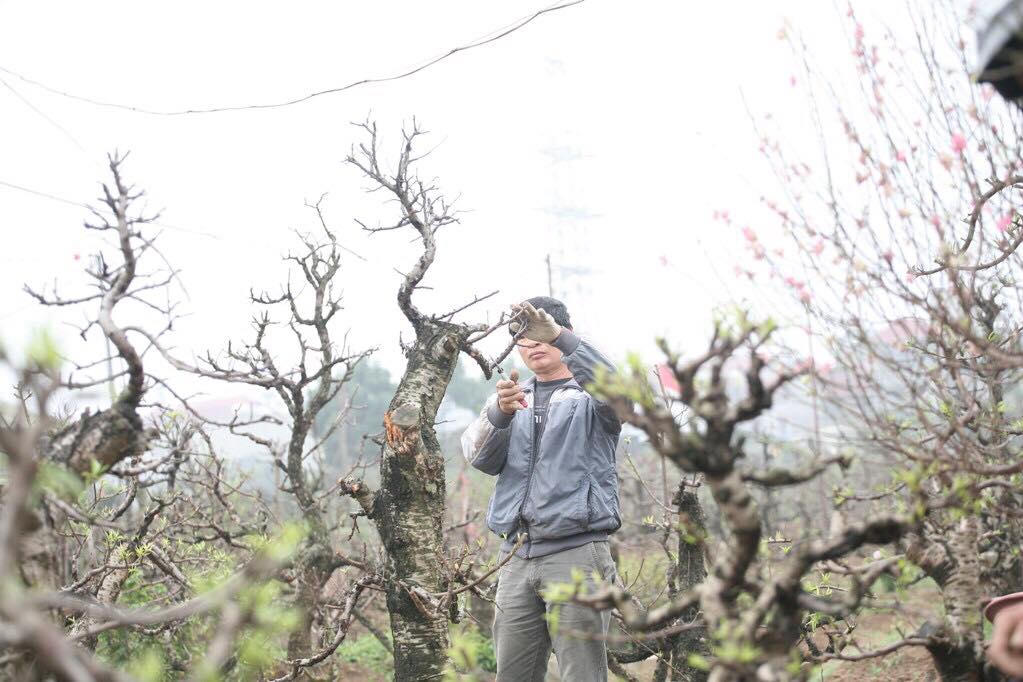 Làng đào Nhật Tân rục rịch chuẩn bị cho vựa đào mới sau tết Nguyên đán