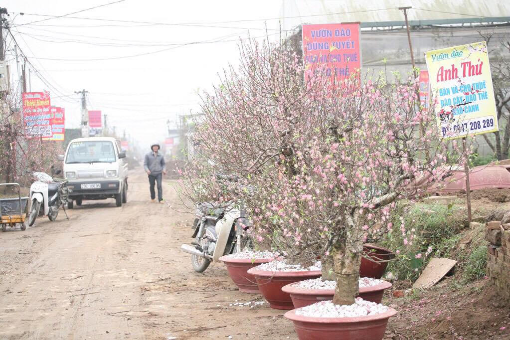 Làng đào Nhật Tân rục rịch chuẩn bị cho vựa đào mới sau tết Nguyên đán