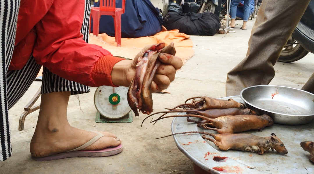 Đặc sản chuột đồng Thạch Thất có đảm bảo an toàn?