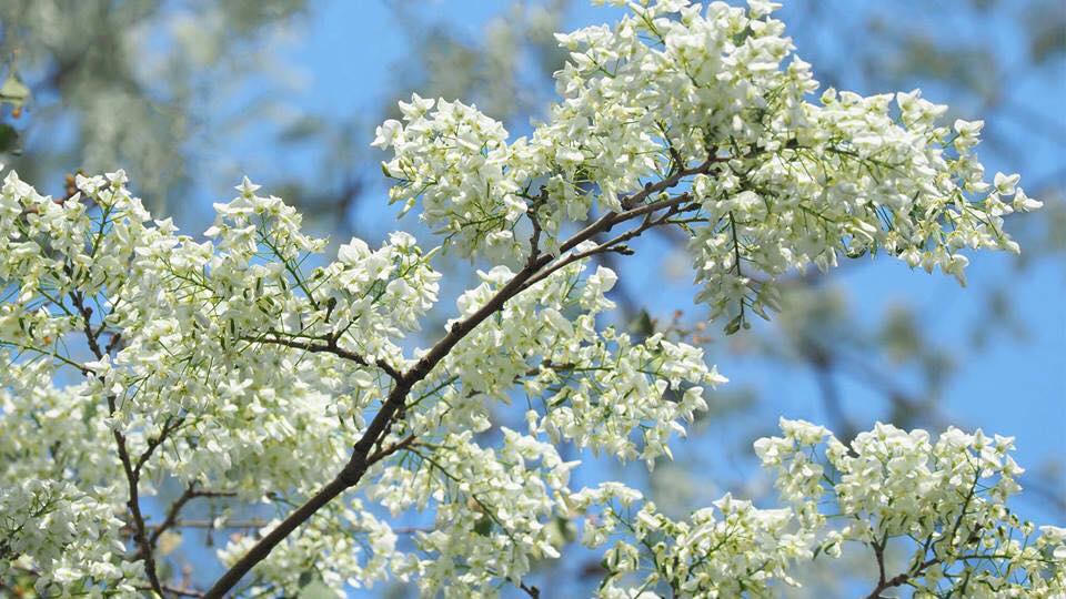 Hà Nội trắng muốt hoa sưa