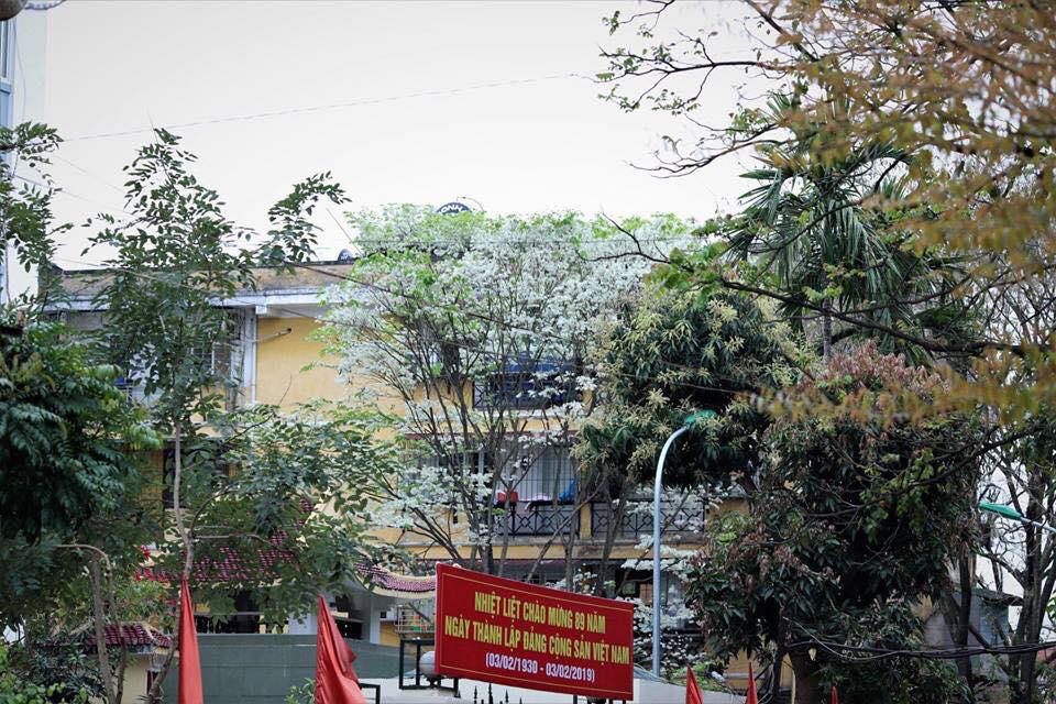 Hà Nội trắng muốt hoa sưa