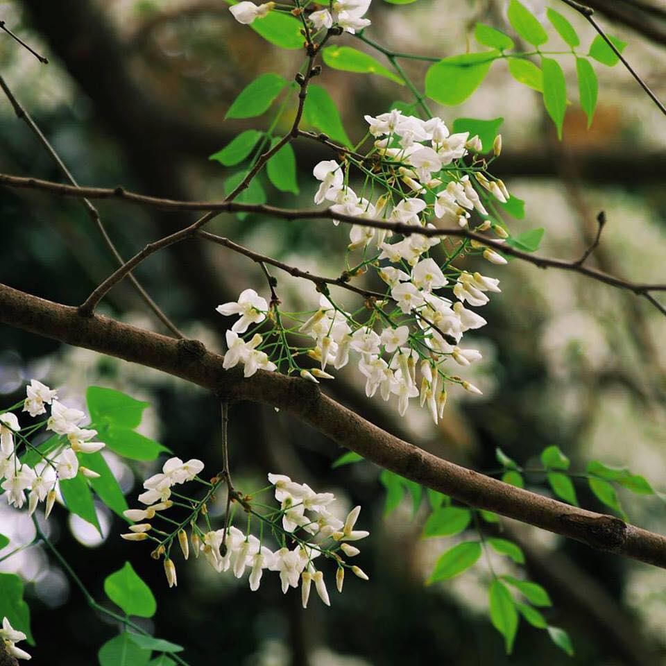 Hà Nội trắng muốt hoa sưa