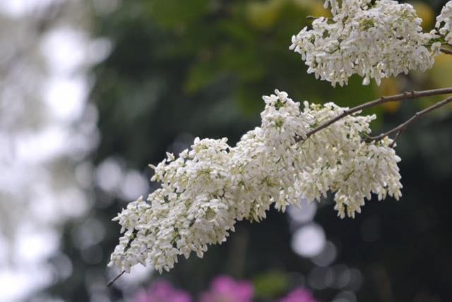 Hà Nội trắng muốt hoa sưa