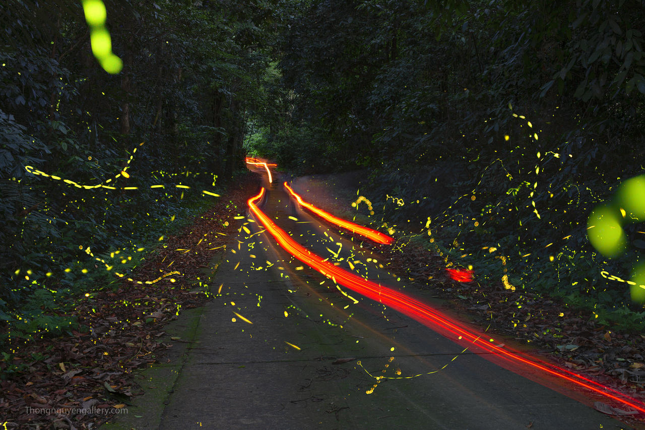 Vườn quốc gia Cúc Phương - Nơi lưu giữ ánh sáng diệu kỳ của đom đóm 