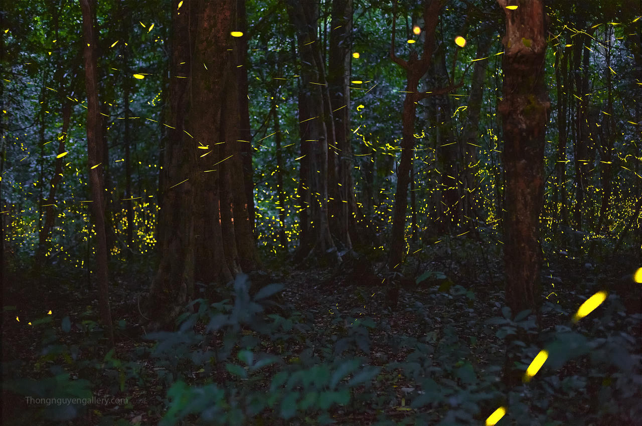 Vườn quốc gia Cúc Phương - Nơi lưu giữ ánh sáng diệu kỳ của đom đóm 