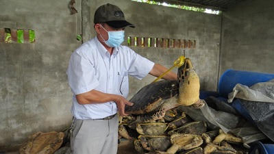 Phát hiện thêm 8 tấn tiêu bản rùa biển từ đường dây đã bị bắt