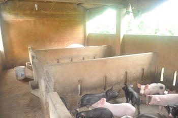 Về nơi... xây nhà lầu cho gia súc ở