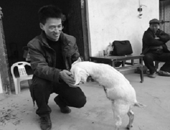 Chuyện lạ quanh con dê