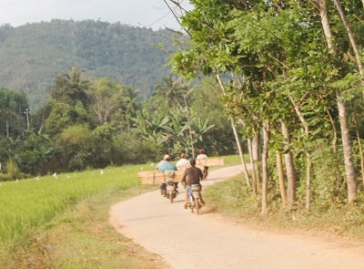 Bình Định: “Nóng” nạn phá rừng, khai thác gỗ