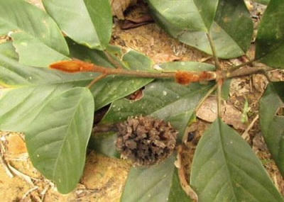 Vàng tâm hay mỡ đều có hại với sức khỏe con người?