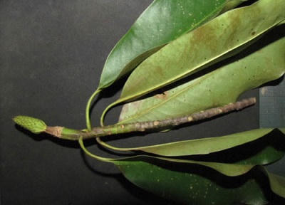 Vàng tâm hay mỡ đều có hại với sức khỏe con người?