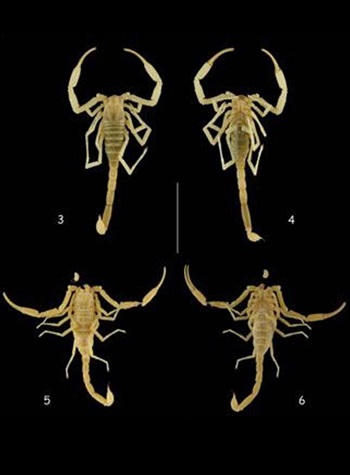 Phong Nha - Kẻ Bàng xứng danh tuyệt tác kỳ vĩ tự nhiên