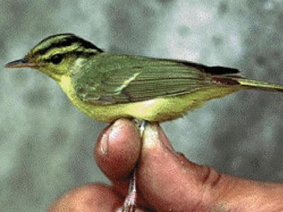 Phong Nha - Kẻ Bàng xứng danh tuyệt tác kỳ vĩ tự nhiên