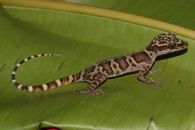 Phong Nha - Kẻ Bàng xứng danh tuyệt tác kỳ vĩ tự nhiên