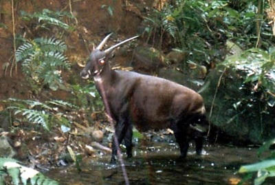 Câu chuyện Sao La trên dãy Trường Sơn hùng vĩ