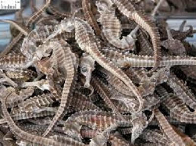 Về Sông Cầu mua “thần dược” của tình yêu