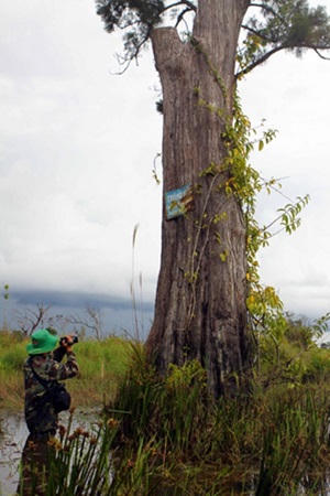 Lời “kêu cứu” của hai loài thông quý Tây Nguyên