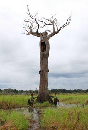 Lời “kêu cứu” của hai loài thông quý Tây Nguyên