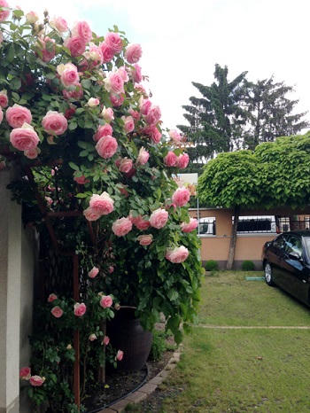 Vườn hồng cực đẹp của một người Việt ở Hungary