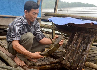 No ấm từ nghề nuôi cá tiến Vua trên thượng nguồn sông Mã