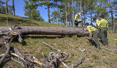 “Máu” rừng vẫn chảy
