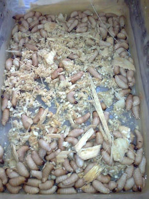 Người hay dị ứng nên tránh xa nhộng tằm và đuông dừa 