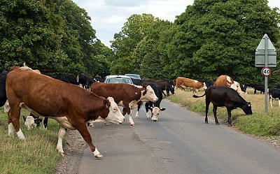 Anh: Kiến nghị mặc áo phản quang cho bò