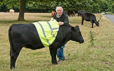 Anh: Kiến nghị mặc áo phản quang cho bò