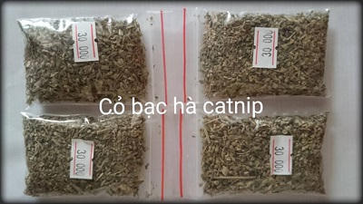 Hạt giống cây cỏ mèo hút khách