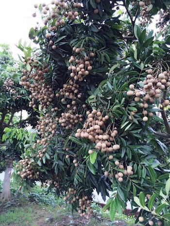 Hai người đàn ông Hà Nội "vác" tiền, vàng ra “đổ” bãi sông