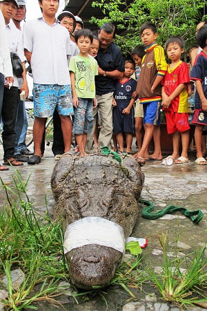 Cá sấu “khủng” sổng chuồng, dân cả vùng chết khiếp