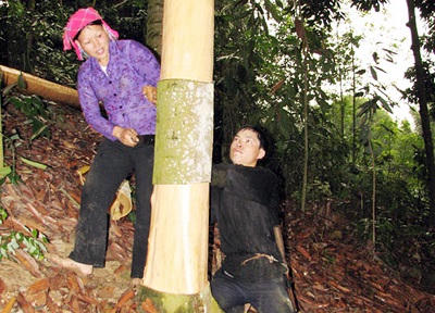 Hương quế ở Nậm Lúc của người Dao